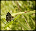 -papillon2.jpg