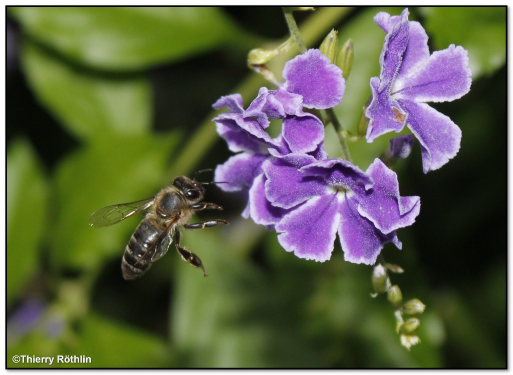 -abeille5.jpg