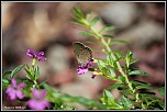 -papillon1.jpg