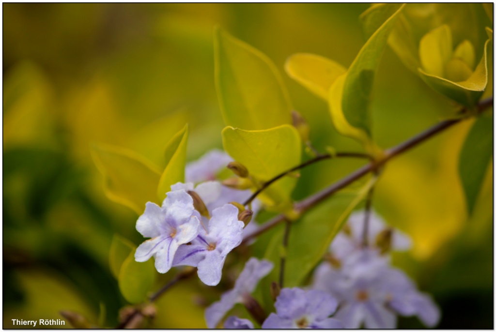 -fleur-et-profondeur.jpg