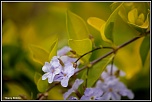 -fleur-et-profondeur.jpg