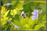 -abeille4.jpg