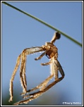 -enveloppe-araignee.jpg