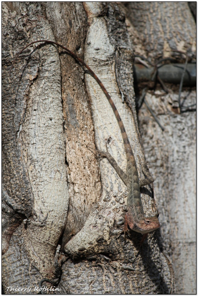 -lezard-crops-.jpg