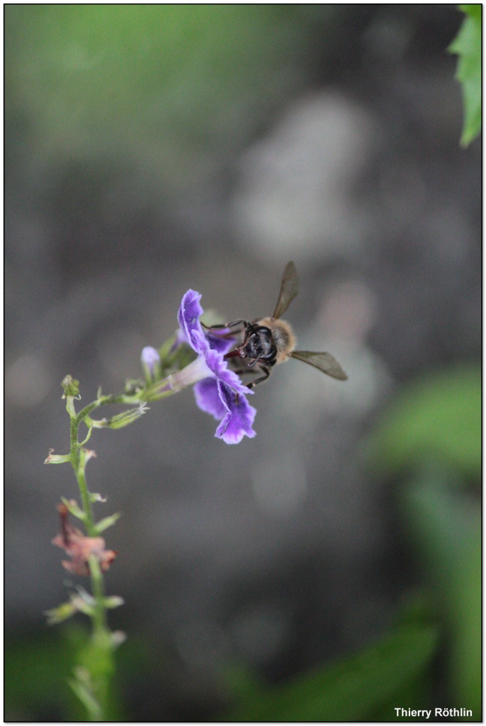 -abeille3-crops-.jpg