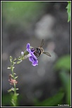 -abeille3-crops-.jpg