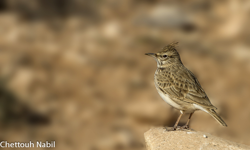 -oiseau-3.jpg