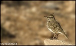 -oiseau-3.jpg