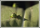 -img_4326.jpg