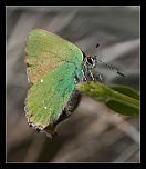 -img_1642.jpg