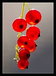 -img_2913.jpg