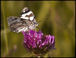 -img_3004.jpg