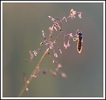 -img_3933.jpg