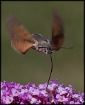 -img_3453.jpg