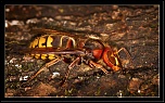 -img_1507.jpg