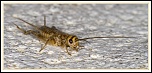 -img_4153.jpg