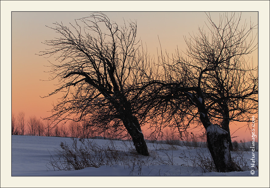 -_mg_2246-naturelimages.com.jpg