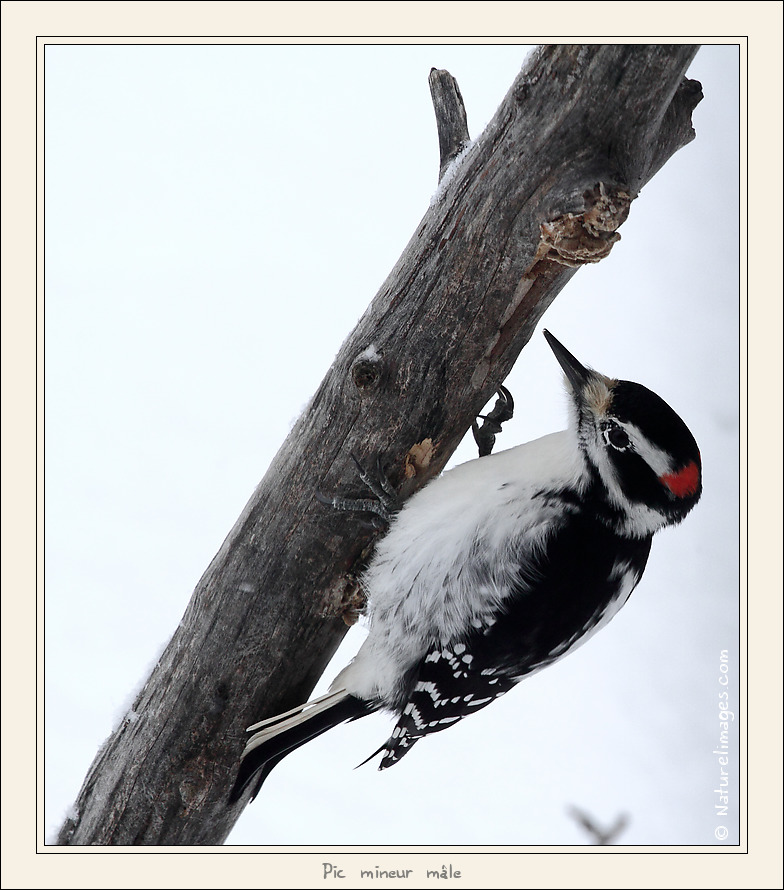 Metz 44 AF - 4C et 300 D-_mg_1885-naturelimages.com.jpg