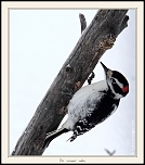 Metz 44 AF - 4C et 300 D-_mg_1885-naturelimages.com.jpg