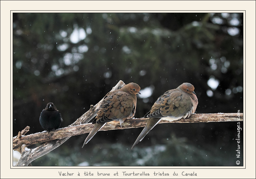 Metz 44 AF - 4C et 300 D-_mg_1954-naturelimages.com.jpg