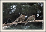Metz 44 AF - 4C et 300 D-_mg_1954-naturelimages.com.jpg