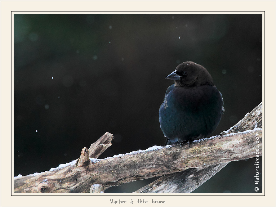 Metz 44 AF - 4C et 300 D-_mg_1935-naturelimages.com.jpg