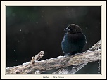 Metz 44 AF - 4C et 300 D-_mg_1935-naturelimages.com.jpg