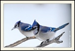 Metz 44 AF - 4C et 300 D-_mg_2164-167-naturelimages.com.jpg