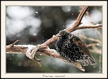Metz 44 AF - 4C et 300 D-_mg_1834-copie-naturelimages.com-5.jpg