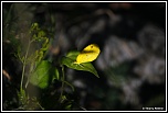 -papillon-jaune1.jpg