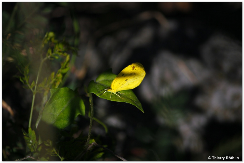 -papillon-jaune1.jpg