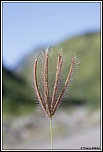-plante1.jpg
