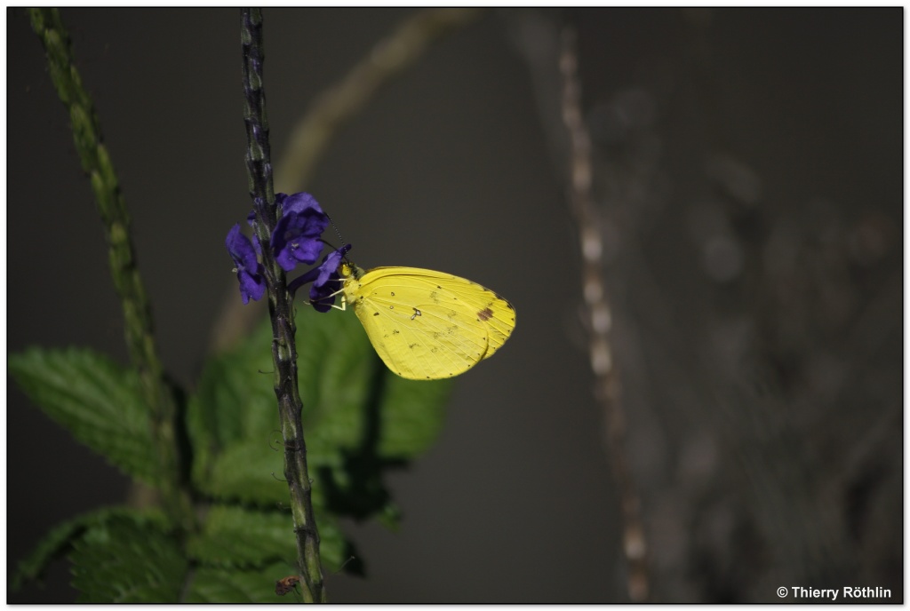 -papillon-jaune2.jpg