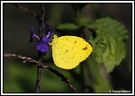 -papillon-jaune.jpg