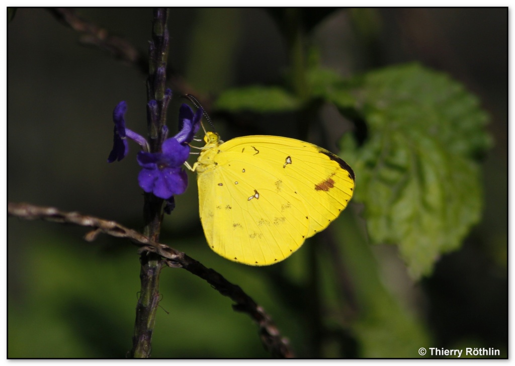 -papillon-jaune.jpg
