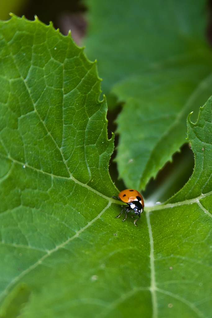 -coccinelle-22-sur-43-.jpg