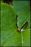 -coccinelle-22-sur-43-.jpg