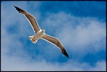 -goeland-21-sur-43-.jpg