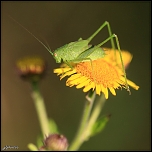 Photos macros prises avec bonnette Raynox DCR250 ou objectif Sigma 105mm f/2.8 DG EX Macro