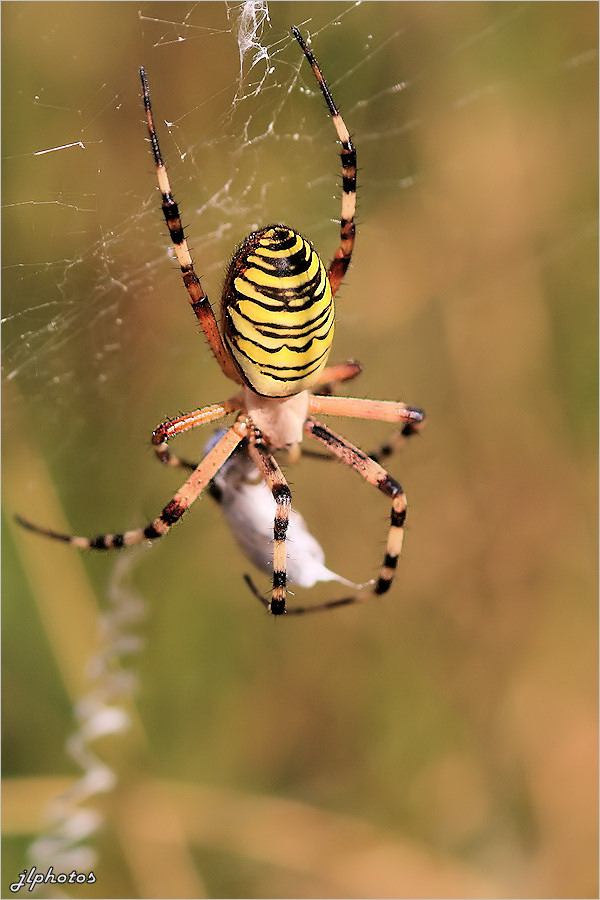 Emballer le repas (Epeire fascie)