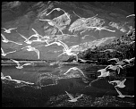 70-300 Sigma APO-photos-montages-012012.jpg
