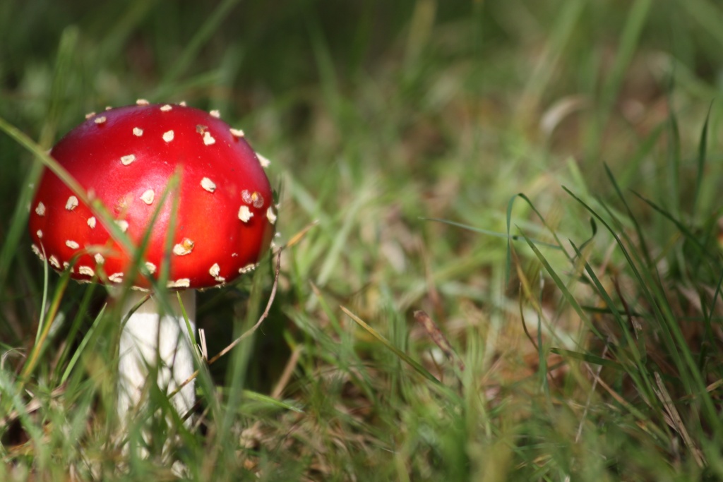 Mon Matos-champignon.jpg