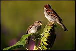 Easy Photo Transfert-2995.jpg