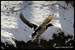 -img_3111.jpg