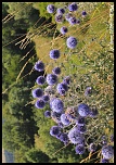 -chardons-bleus.jpg