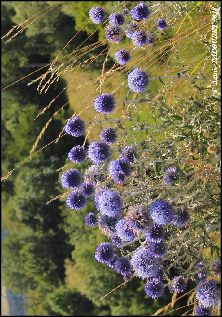 -chardons-bleus.jpg