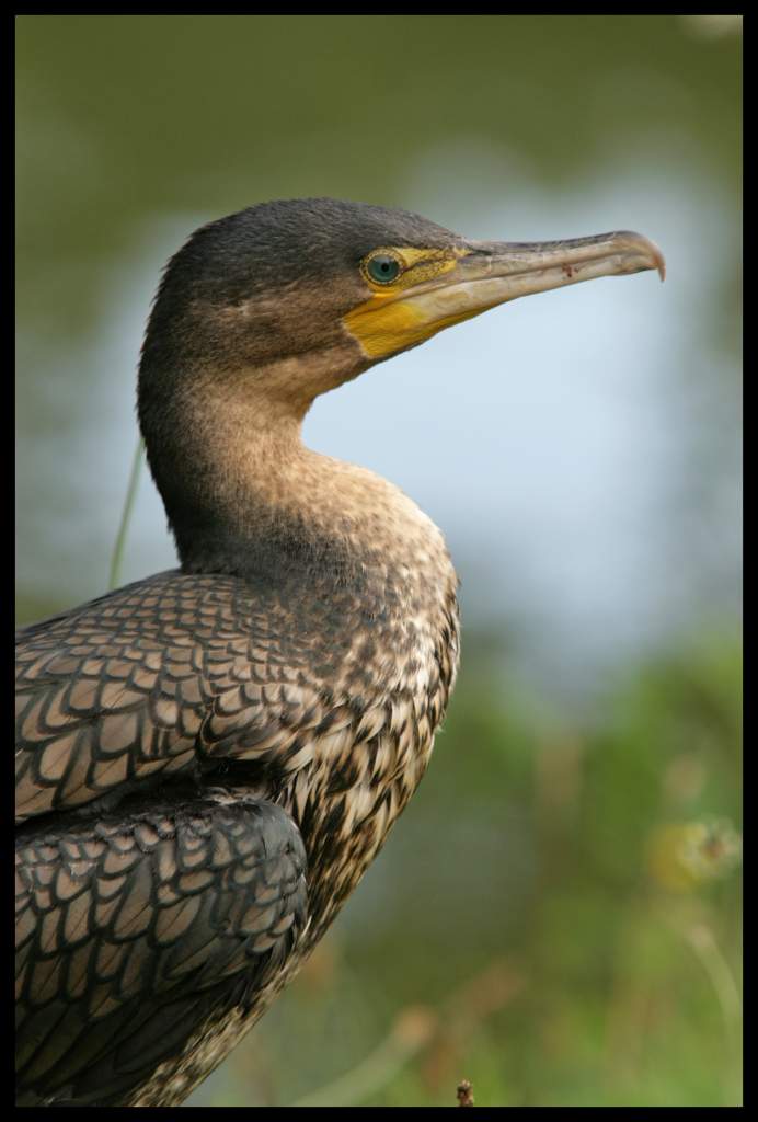Un cormoran