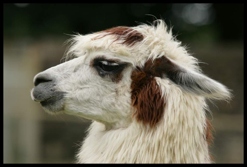 Lama