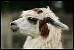 Lama