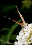 Diffuseur-3017.jpg
